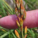 Narthecium ossifragum (L.) Huds.Narthecium ossifragum (L.) Huds.