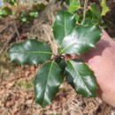 Ilex aquifolium L.Ilex aquifolium L.