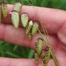 Briza maxima L.Briza maxima L.