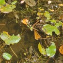 Potamogeton polygonifolius Pourr.Potamogeton polygonifolius Pourr.