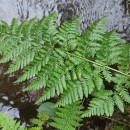 Dryopteris dilatata (Hoffm.) A. GrayDryopteris dilatata (Hoffm.) A. Gray