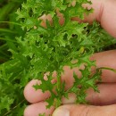 Jacobaea vulgaris Gaertn.Jacobaea vulgaris Gaertn.