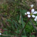 Saxifraga granulata L.Saxifraga granulata L.