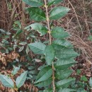 Ligustrum ovalifolium Hassk.Ligustrum ovalifolium Hassk.