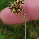 Luzula campestris (L.) DC.Luzula campestris (L.) DC.
