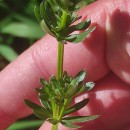 Galium mollugo L.Galium mollugo L.