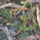 Chamaemelum nobile (L.) All.Chamaemelum nobile (L.) All.