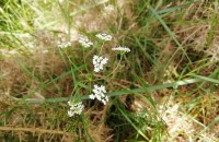 Conopodium majus (Gouan) LoretConopodium majus (Gouan) Loret