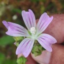 Malva multiflora (Cav.) Soldano, Banfi & GalassoMalva multiflora (Cav.) Soldano, Banfi & Galasso