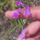 Linaria elegans Cav.Linaria elegans Cav.