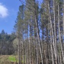 Pinus radiata D. DonPinus radiata D. Don