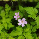Geranium robertianum L.Geranium robertianum L.