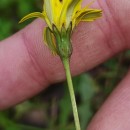 Leontodon saxatilis Lam.Leontodon saxatilis Lam.