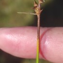 Carex echinata MurrayCarex echinata Murray