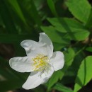 Anemone nemorosa L.Anemone nemorosa L.