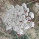 Daucus carota  L.Daucus carota  L.