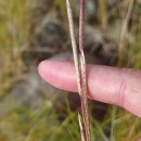 Spartina densiflora Brongn.Spartina densiflora Brongn.