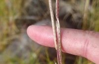 Spartina densiflora Brongn.Spartina densiflora Brongn.