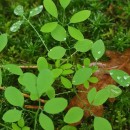 Ceratocapnos claviculata (L.) LidénCeratocapnos claviculata (L.) Lidén