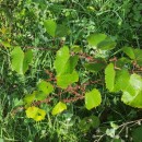 Vitis x ruggerii Ardenghi, Galasso, Banfi & LastrucciVitis x ruggerii Ardenghi, Galasso, Banfi & Lastrucci