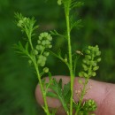 Lepidium didymum L.Lepidium didymum L.