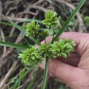 Cyperus eragrostis Lam.Cyperus eragrostis Lam.