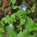 Veronica persica Poir.Veronica persica Poir.