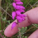 Erica ciliaris L.Erica ciliaris L.