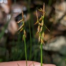 Carex pulicaris L.Carex pulicaris L.