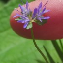 Jasione montana L.Jasione montana L.