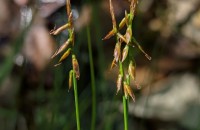 Carex pulicaris L.Carex pulicaris L.