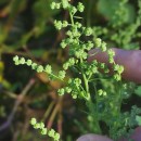 Chenopodium album L.Chenopodium album L.