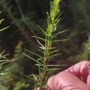 Genista berberidea LangeGenista berberidea Lange