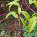 Phytolacca americana L.Phytolacca americana L.