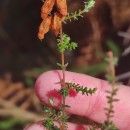 Erica ciliaris L.Erica ciliaris L.