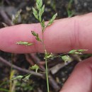 Poa annua L.Poa annua L.
