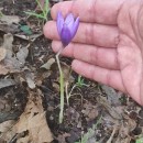 Crocus nudiflorus Sm.Crocus nudiflorus Sm.