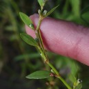 Polygonum aviculare L. subsp. rurivagum (Boreau) BerherPolygonum aviculare L. subsp. rurivagum (Boreau) Berher