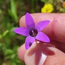 Campanula lusitanica  L.Campanula lusitanica  L.