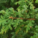 Quercus pyrenaica Willd.Quercus pyrenaica Willd.