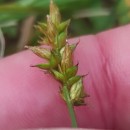 Carex cuprina (I. Sándor ex Heuff.) Nendtv. ex A. Kern.Carex cuprina (I. Sándor ex Heuff.) Nendtv. ex A. Kern.