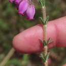 Erica tetralix L.Erica tetralix L.