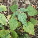 Urtica dioica L.Urtica dioica L.