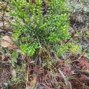 Buxus sempervirens L.Buxus sempervirens L.