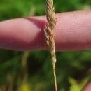 Aira praecox L.Aira praecox L.