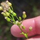 Erigeron canadensis L.Erigeron canadensis L.