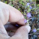 Acinos alpinus  (L.) MoenchAcinos alpinus  (L.) Moench