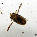 Notonecta sp. Linnaeus, 1758Notonecta sp. Linnaeus, 1758