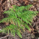 Pteridium aquilinum (L.) KuhnPteridium aquilinum (L.) Kuhn