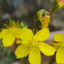 Hypericum linariifolium VahlHypericum linariifolium Vahl